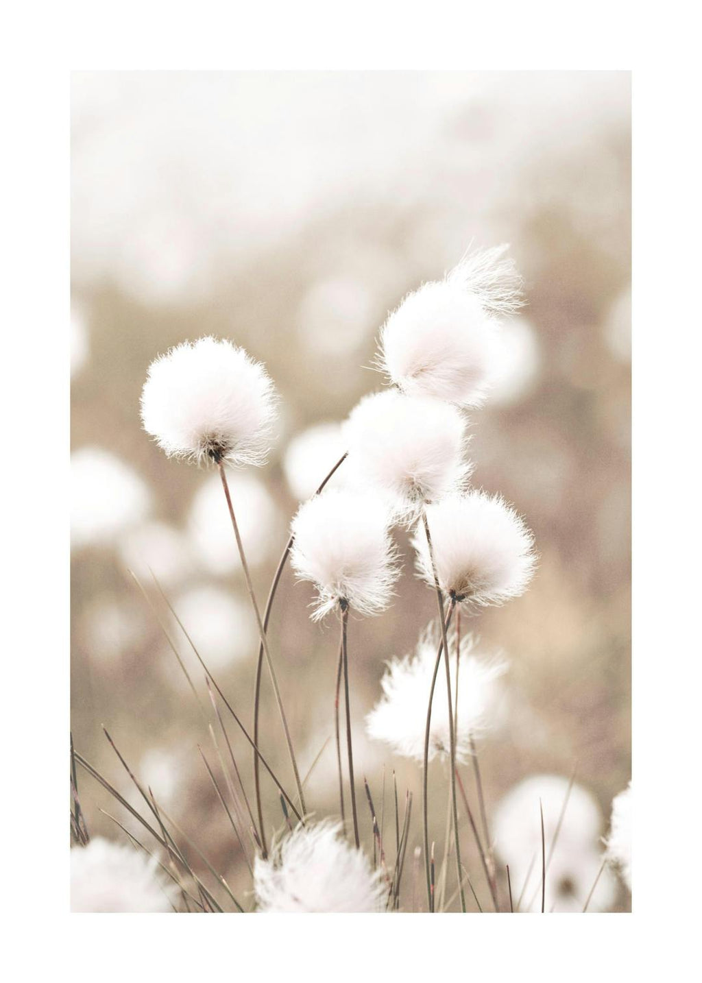 Affiche de photographie dherbe à coton avec des fleurs blanches duveteuses sur un fond beige flou, typographie scandinave.