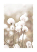 Affiche de photographie dherbe à coton avec des fleurs blanches duveteuses sur un fond beige flou, typographie scandinave.