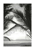 Affiche noir et blanc de feuilles de palmier tropicales encadrant locéan et le ciel.