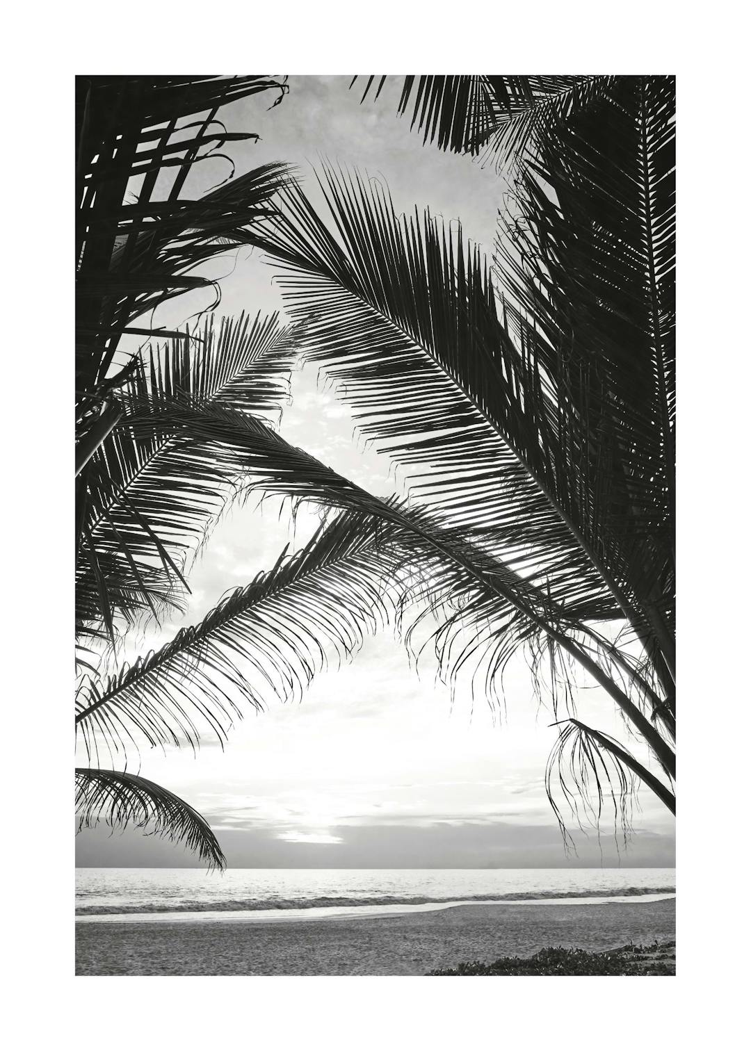 Affiche noir et blanc de feuilles de palmier tropicales encadrant locéan et le ciel.