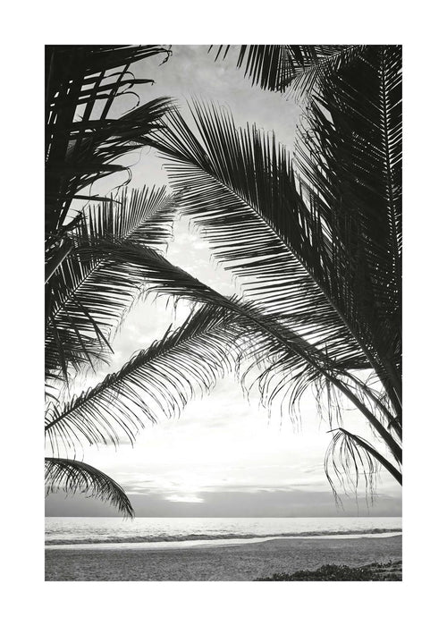 Affiche noir et blanc de feuilles de palmier tropicales encadrant locéan et le ciel.