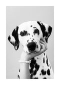 Affiche noir et blanc dun dalmatien avec une main caressant son menton, portant un bracelet de perles.