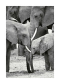Affiche noir et blanc déléphants, un adulte et un éléphanteau, têtes rapprochées, dans un style photographie animalière