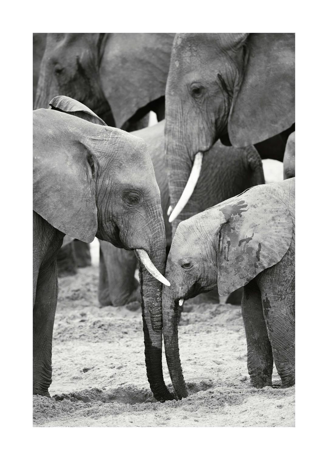 Affiche noir et blanc déléphants, un adulte et un éléphanteau, têtes rapprochées, dans un style photographie animalière