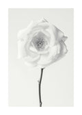 Affiche dune rose blanche en noir et blanc, avec une tige sombre, sur fond clair. Photographie monochrome florale.