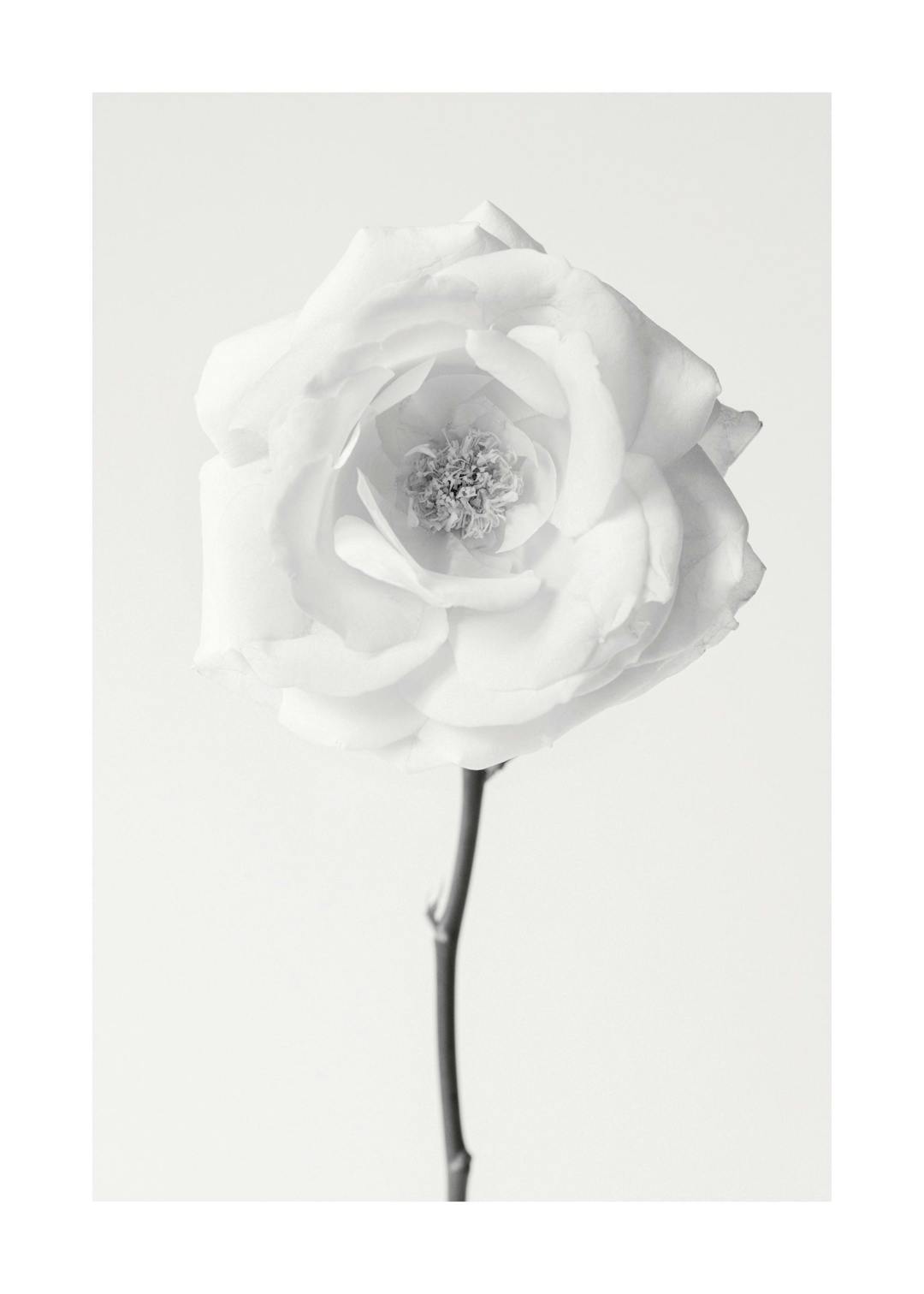 Affiche dune rose blanche en noir et blanc, avec une tige sombre, sur fond clair. Photographie monochrome florale.