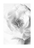 Affiche monochrome dune rose blanche en gros plan, mettant en valeur ses pétales délicats et son coeur texturé.