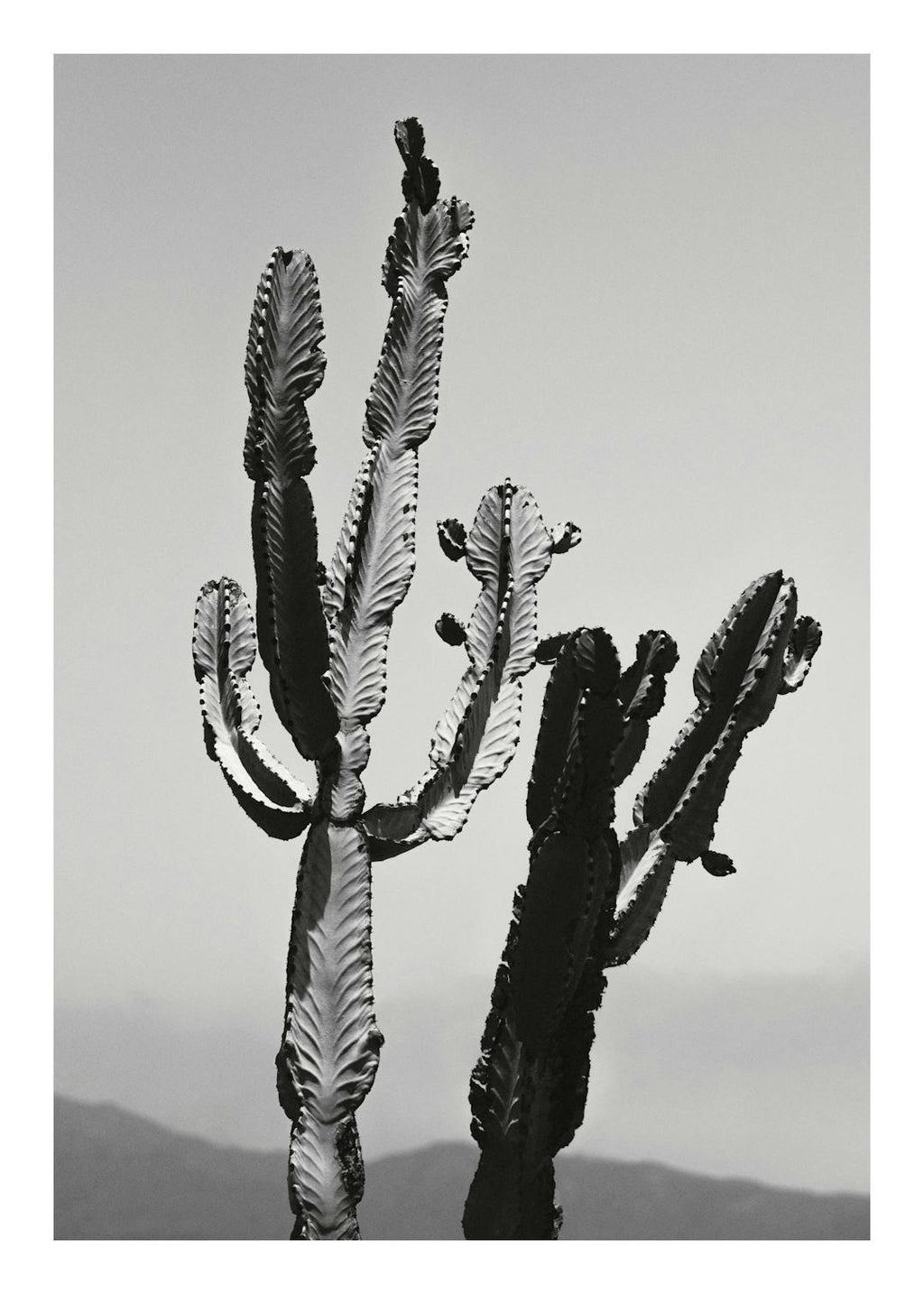 Affiche noir et blanc de cactus du désert, présentant des textures détaillées et un contraste saisissant, pour une ambiance calm