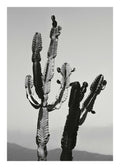 Affiche noir et blanc de cactus du désert, présentant des textures détaillées et un contraste saisissant, pour une ambiance calm