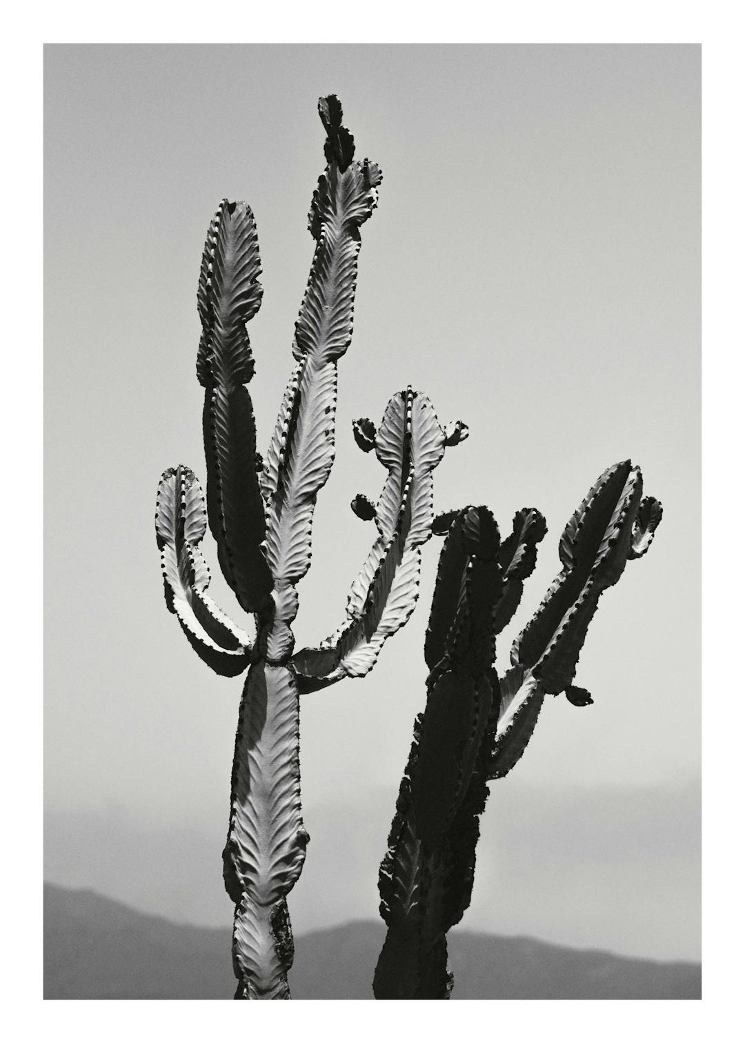 Affiche noir et blanc de cactus du désert, présentant des textures détaillées et un contraste saisissant, pour une ambiance calm