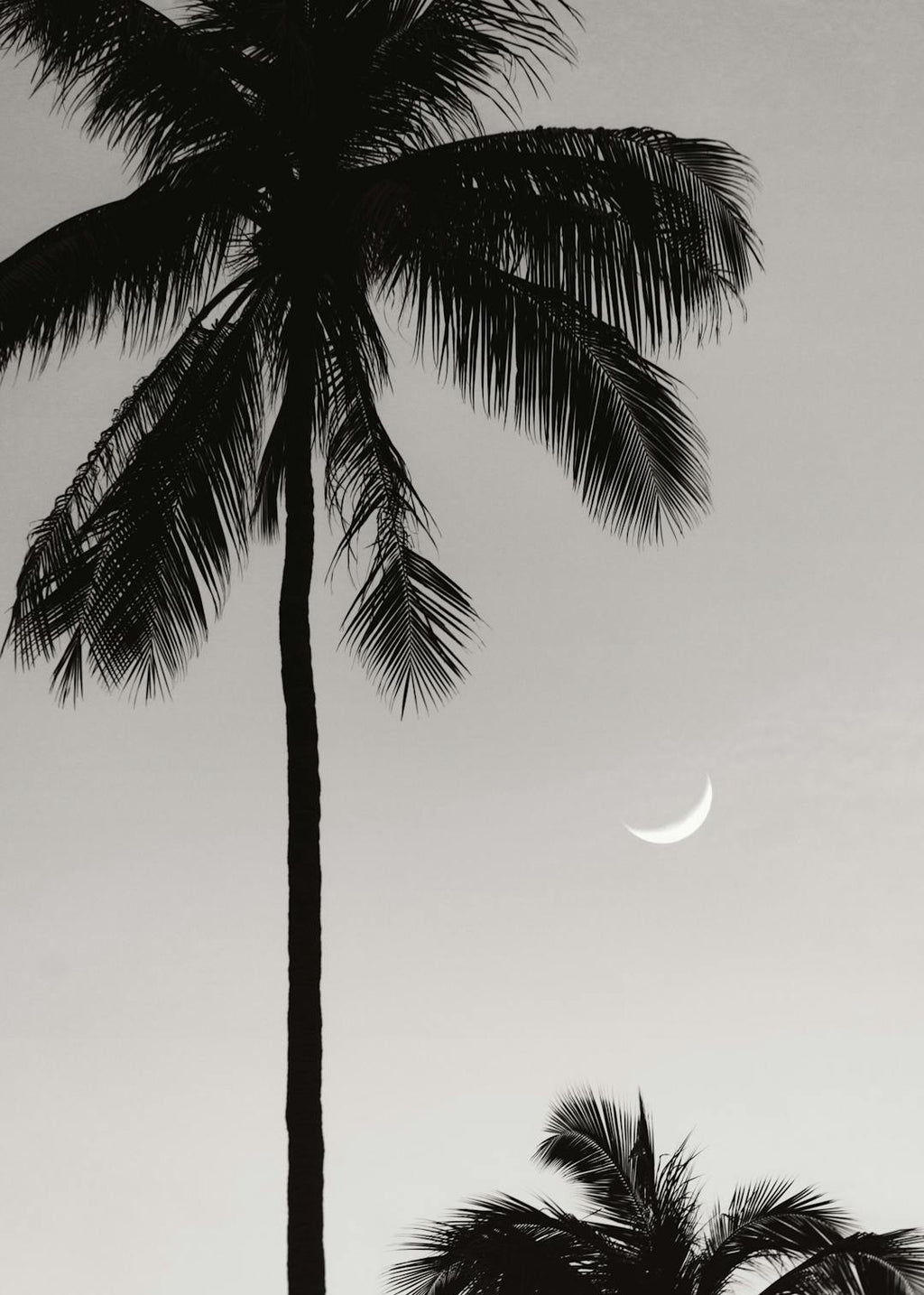 Affiche en noir et blanc dun palmier et d’un croissant de lune dans un ciel clair.