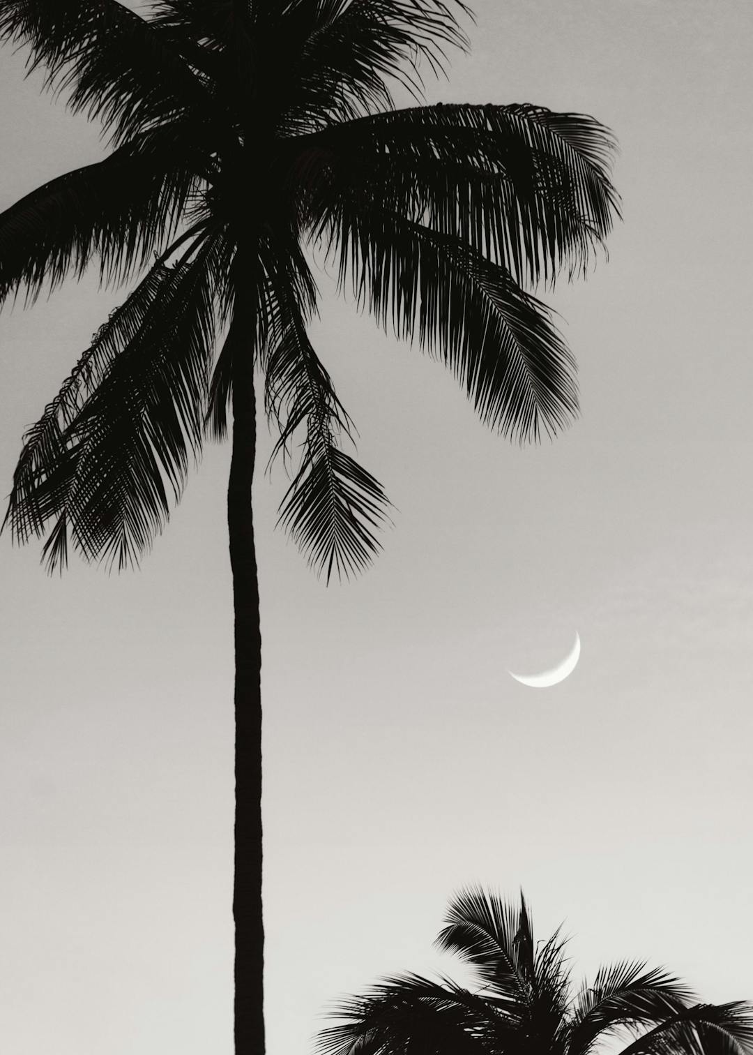 Affiche en noir et blanc dun palmier et d’un croissant de lune dans un ciel clair.