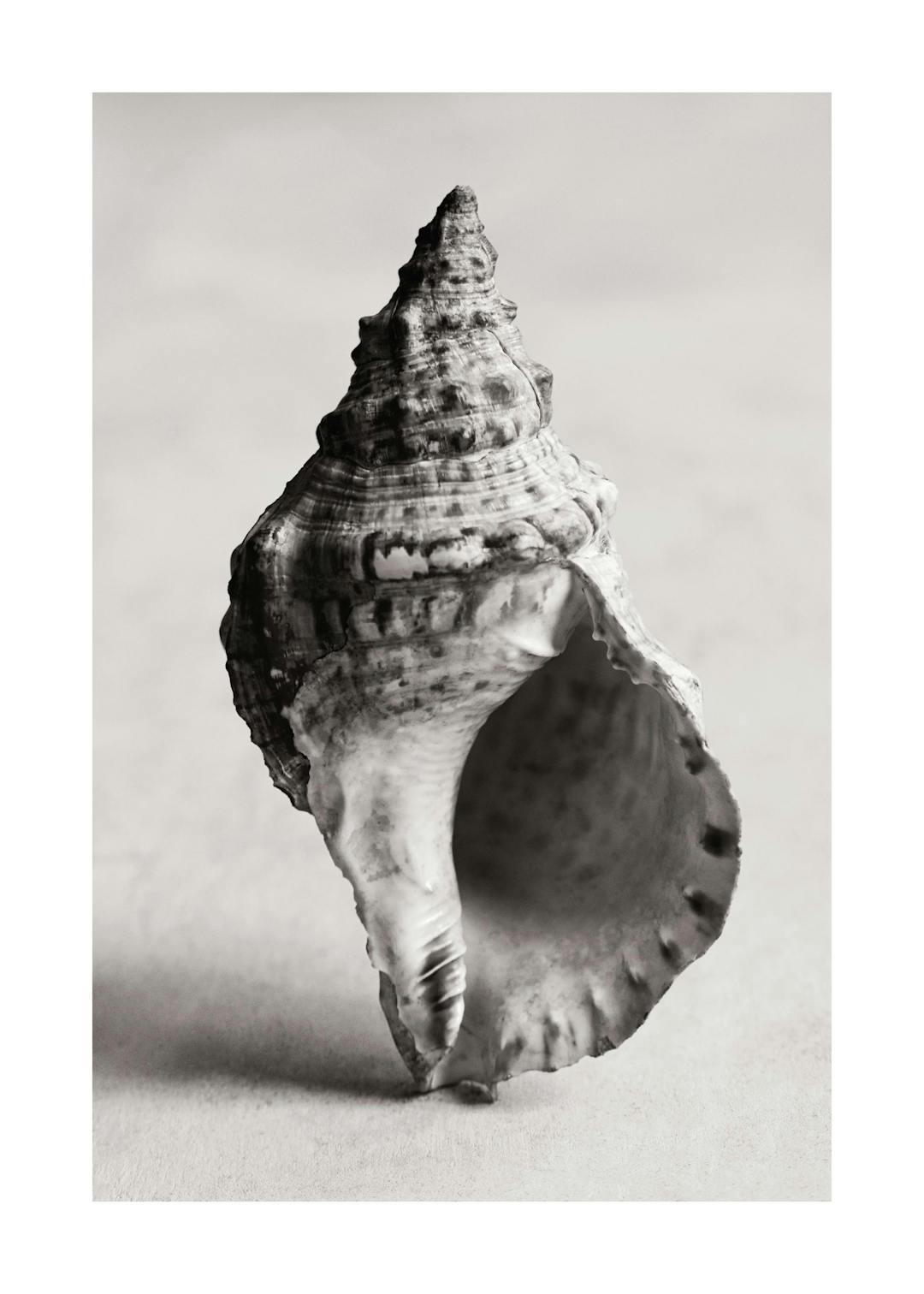 Affiche en noir et blanc dun coquillage conique à louverture évasée et aux nervures détaillées.
