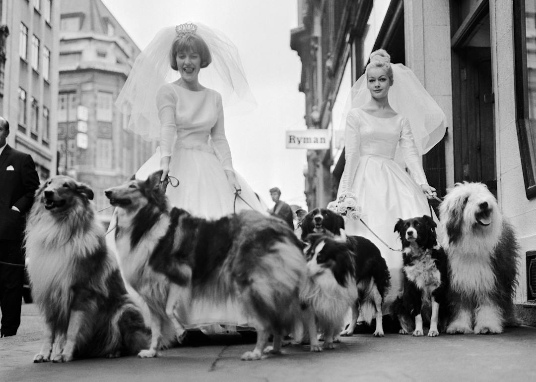 Soho Sheep Dogs Affiche