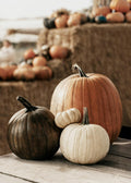 Pumpkin Variety Affiche