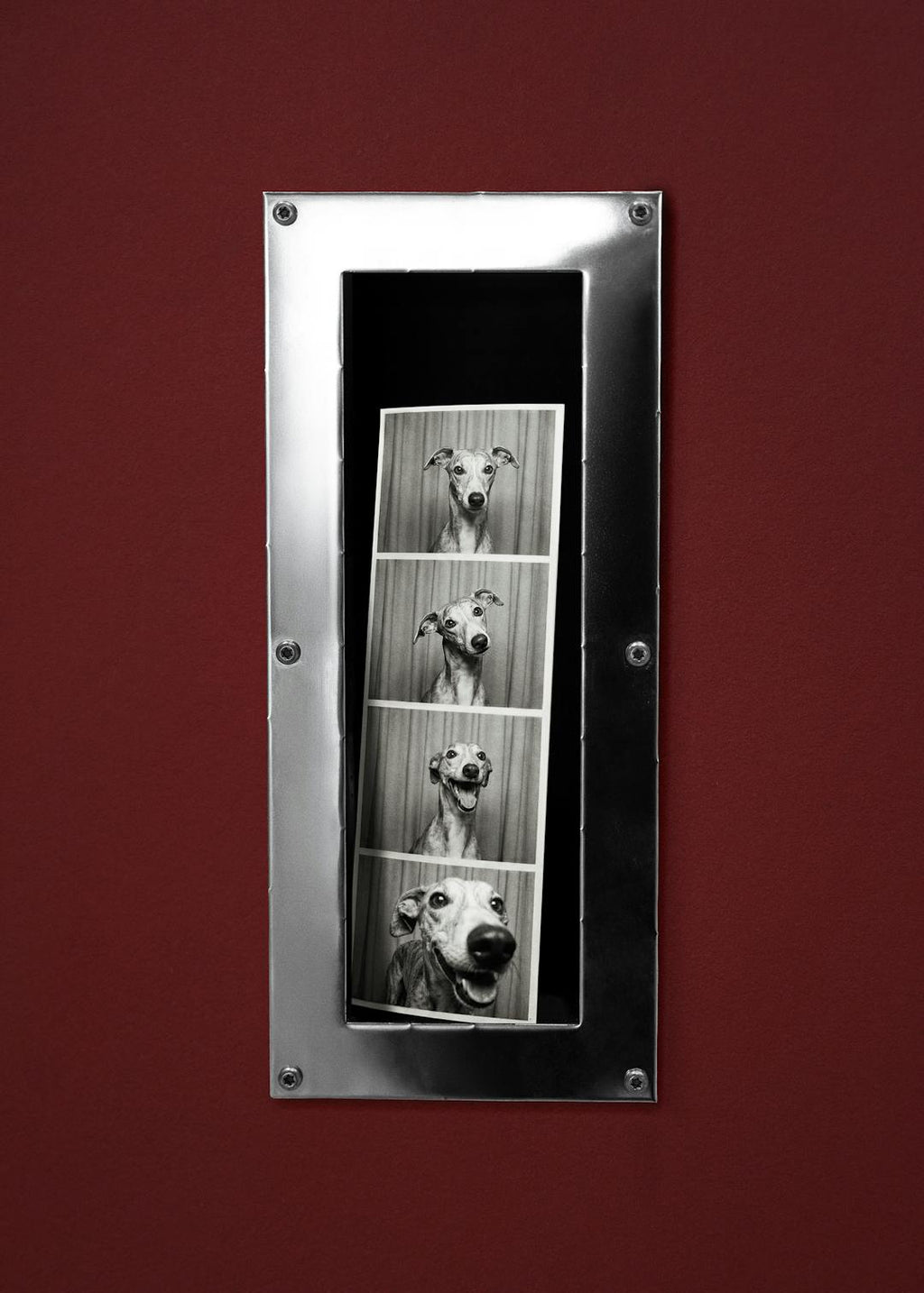 Snout Booth Affiche