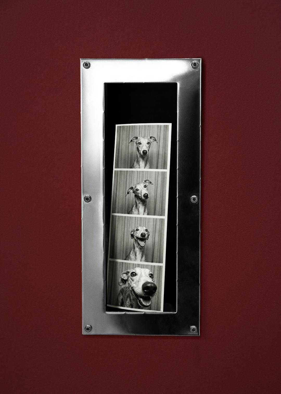 Snout Booth Affiche